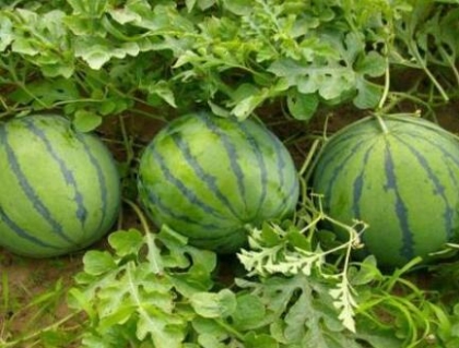 水溶性菌劑