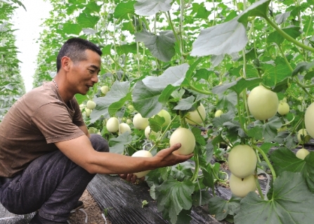 防治根結線蟲專用菌劑